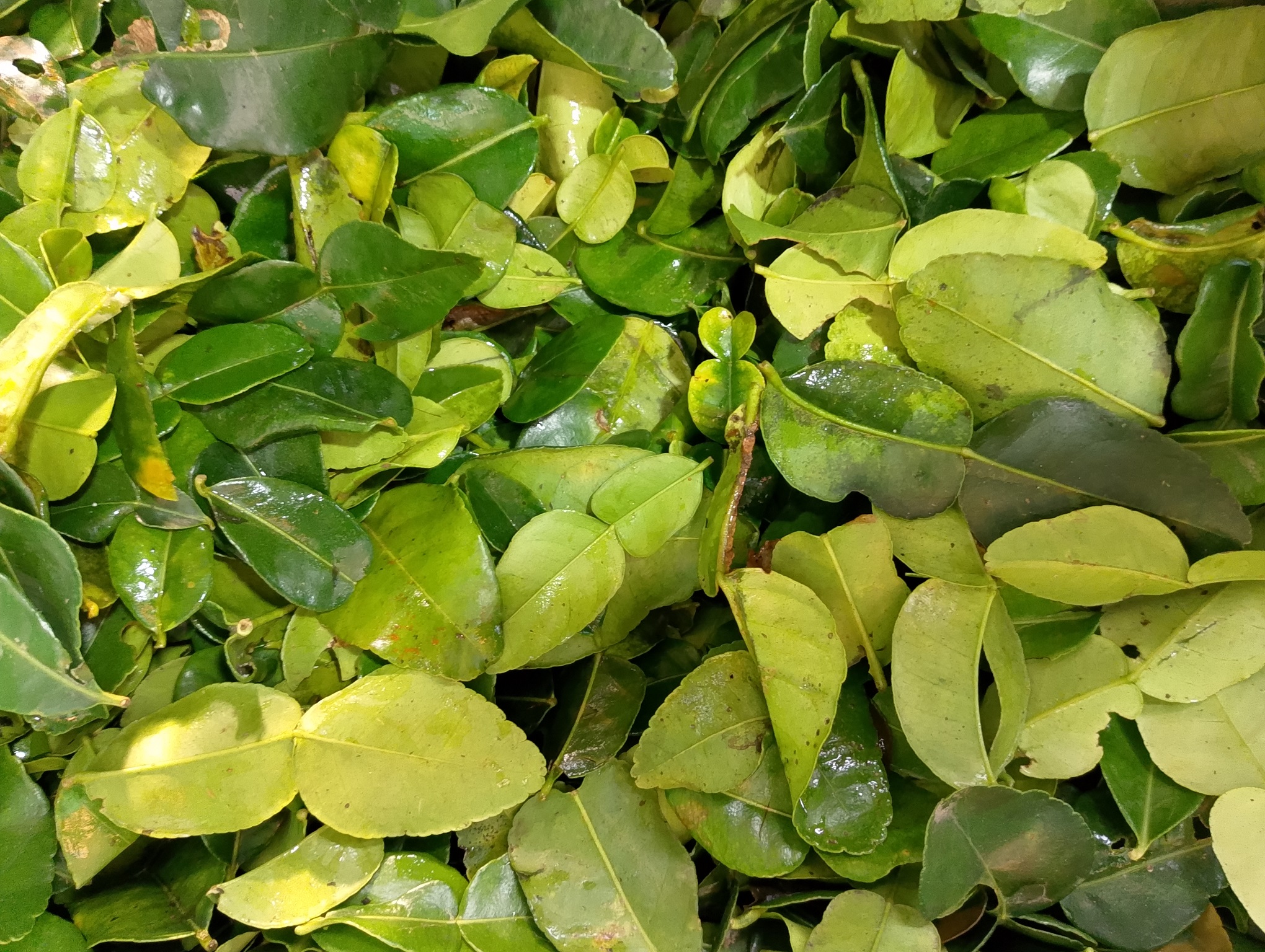 daun jeruk purut